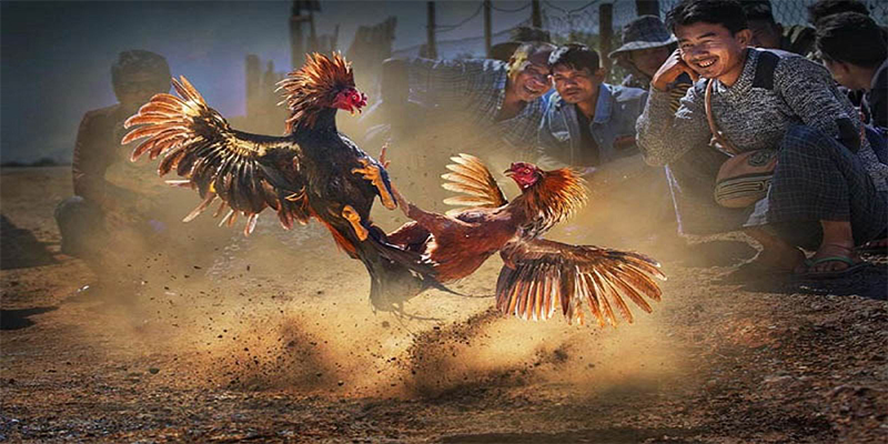w88hn chơi bắn cá đổi thưởng