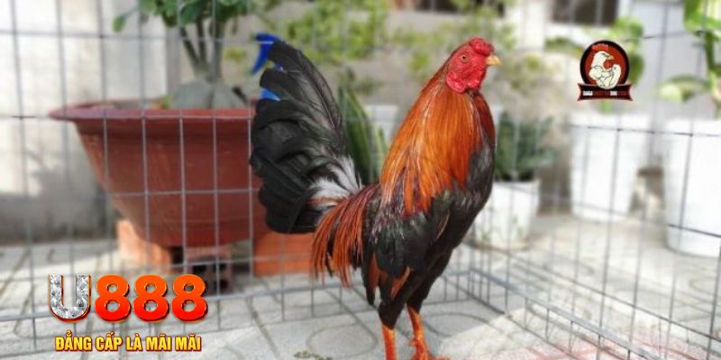 w88hn casino máy tính